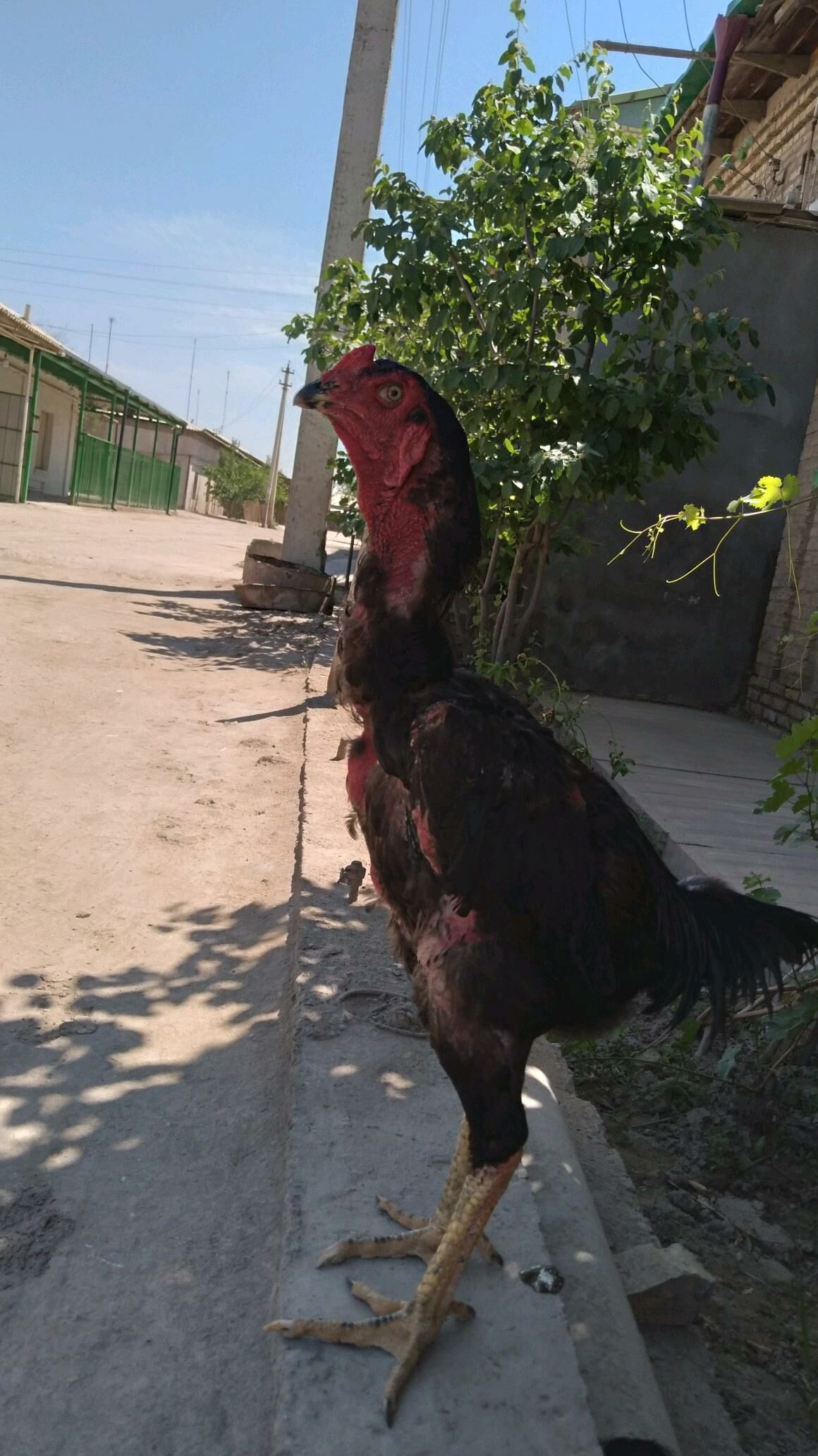 horaz - Daşoguz - img 3
