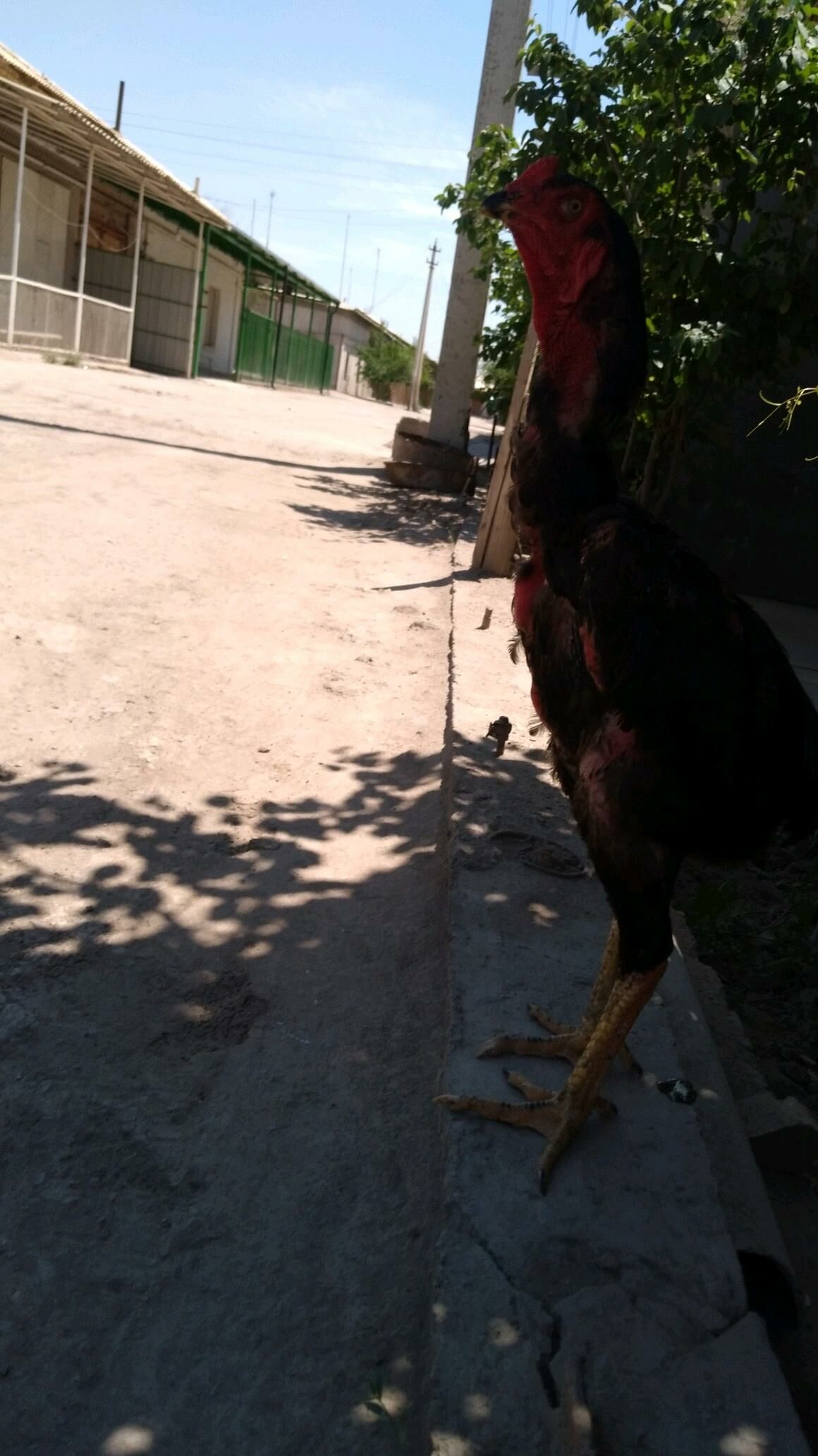 horaz - Daşoguz - img 2