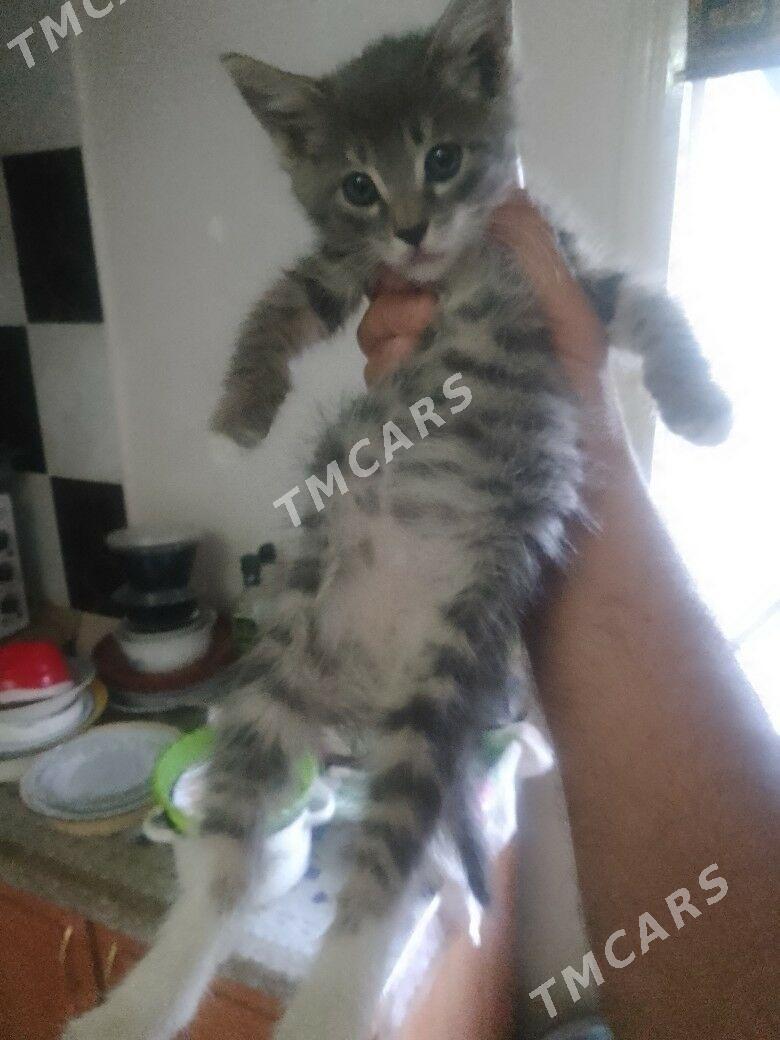 Şotlan pişikler - Мары - img 3