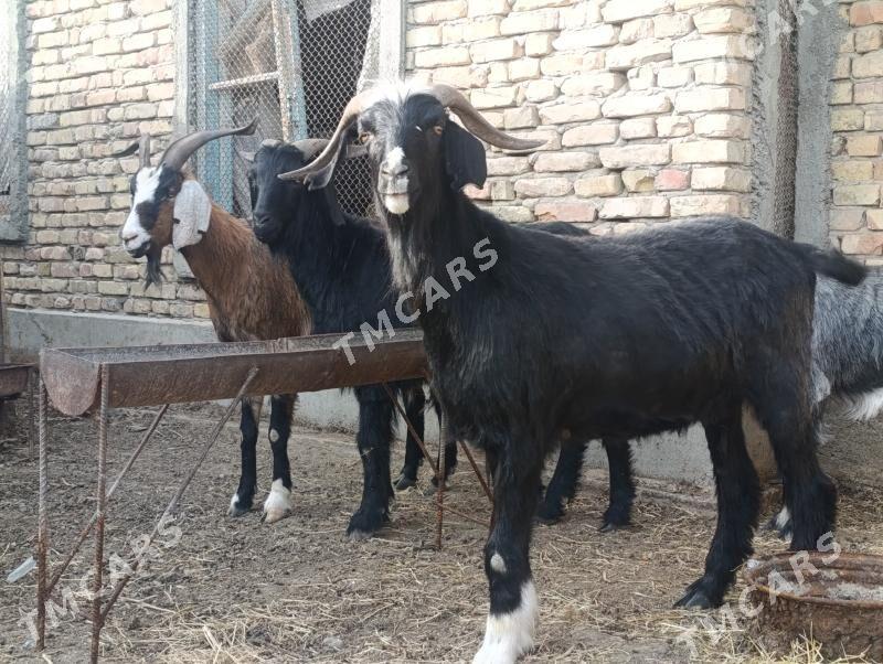 Bakylan Erkeş - Gökdepe - img 2