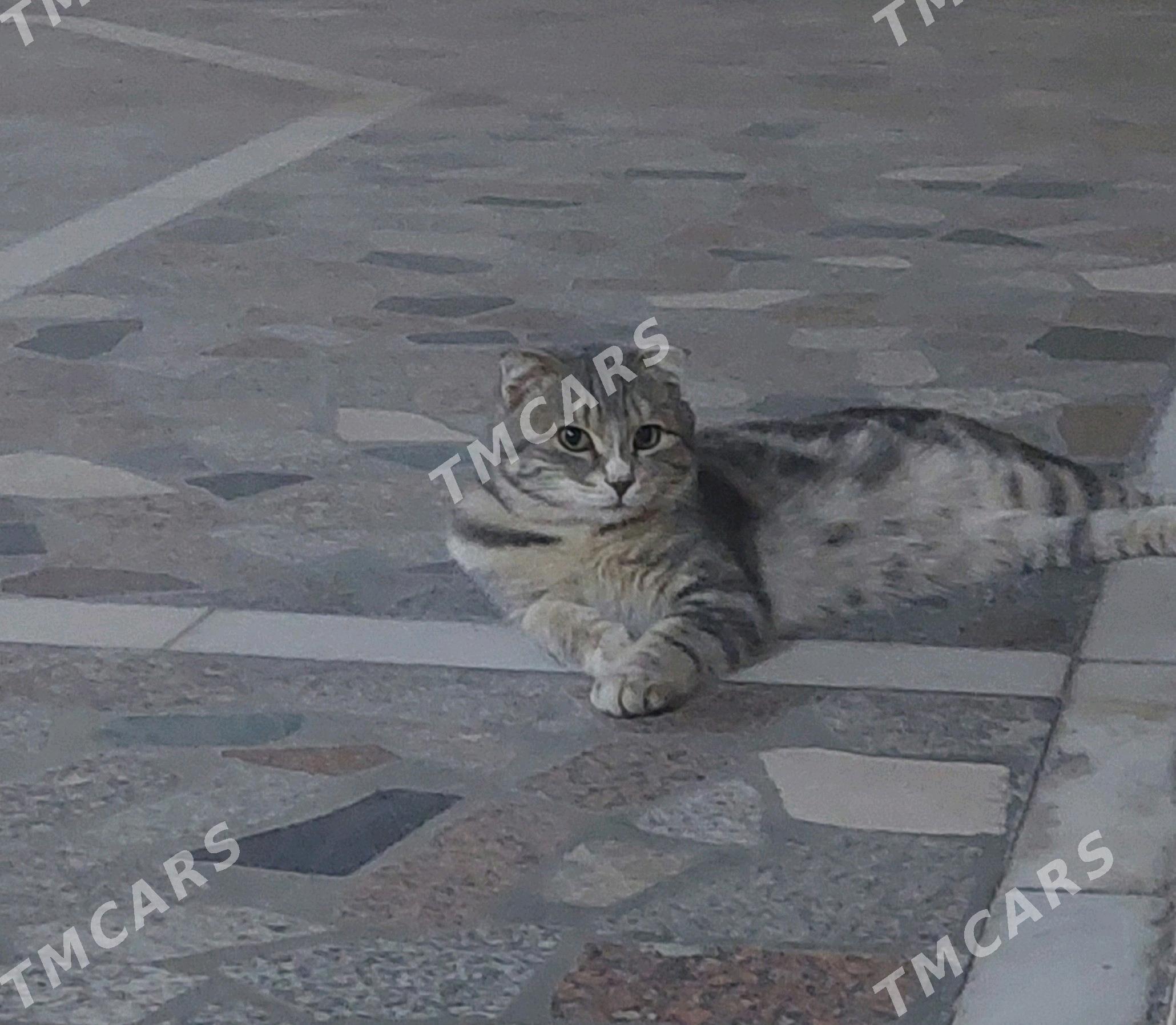 вислоушка, мальчик - Türkmenabat - img 2