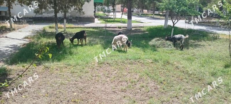 Goýun we geçi - Анев - img 2