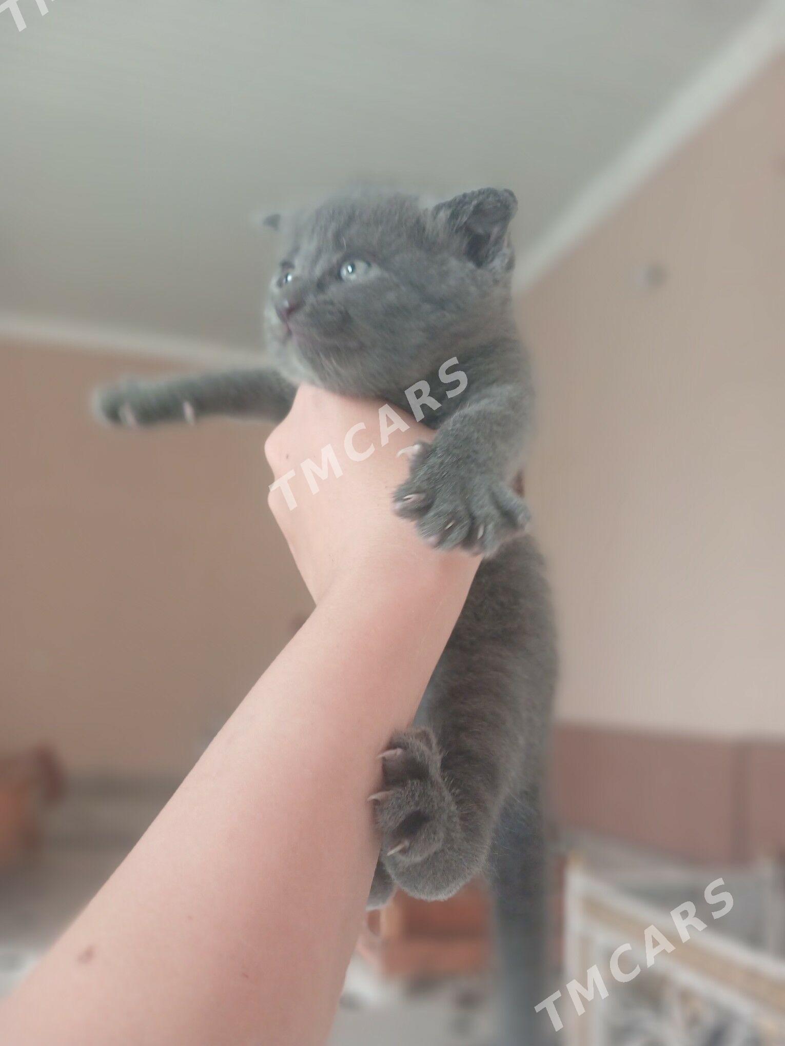 porodaly pisikler - Türkmenabat - img 2
