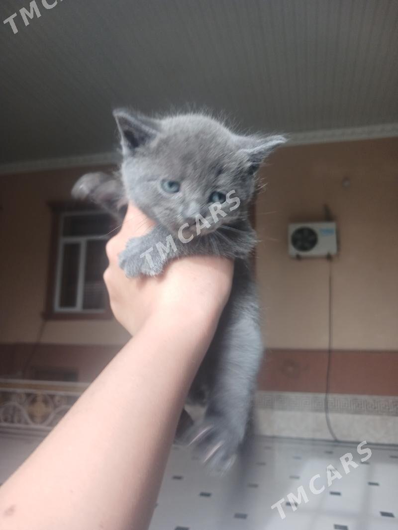 porodaly pisikler - Türkmenabat - img 4