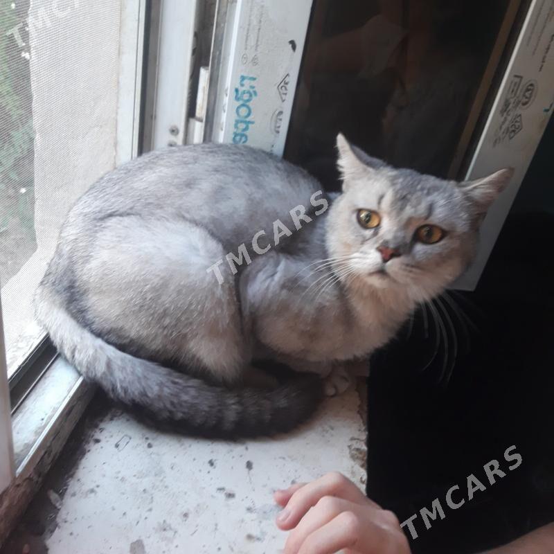 кот пропал - Туркменабат - img 2