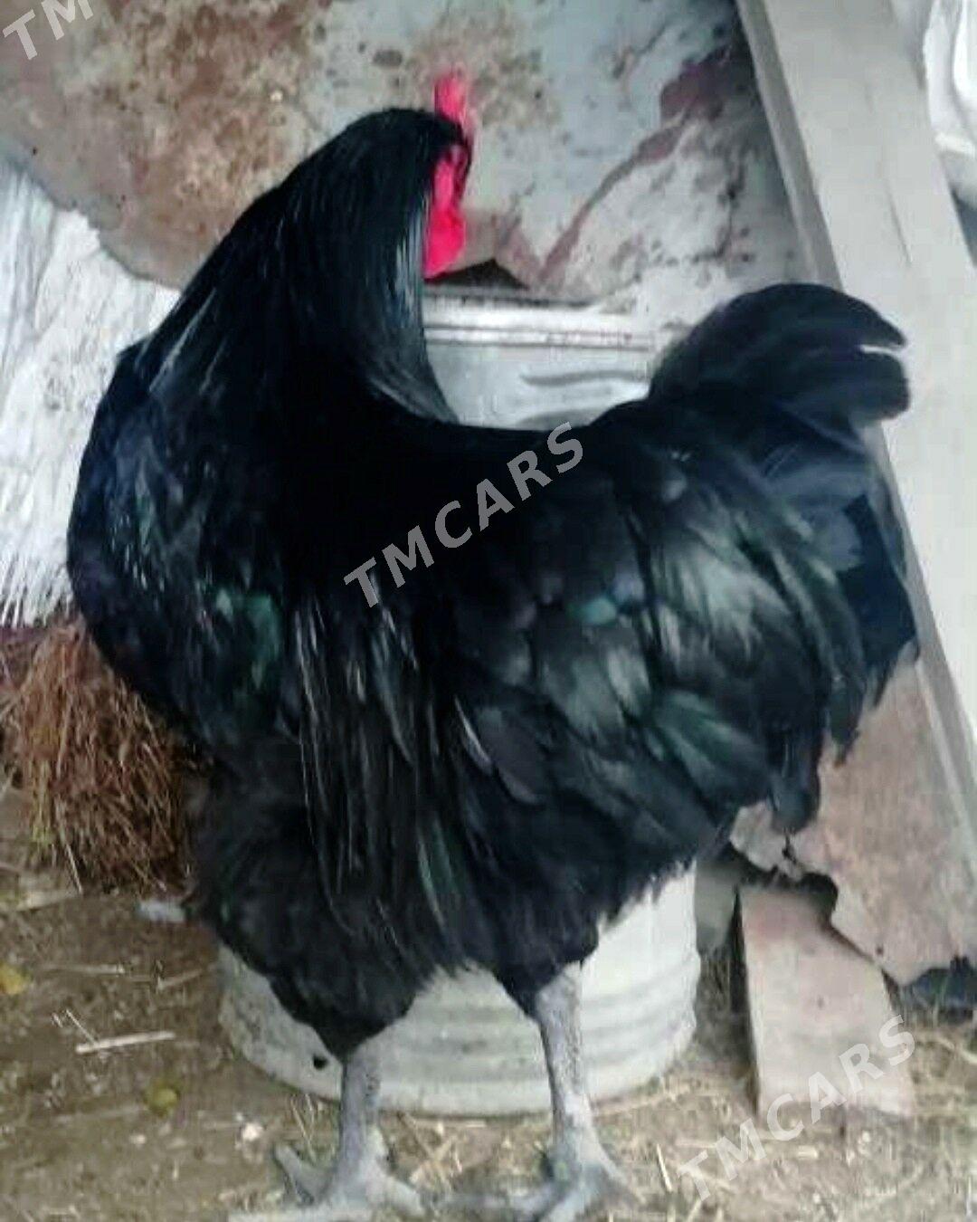 Şazada Jersi gigant jüýjeleri - Гёкдепе - img 9