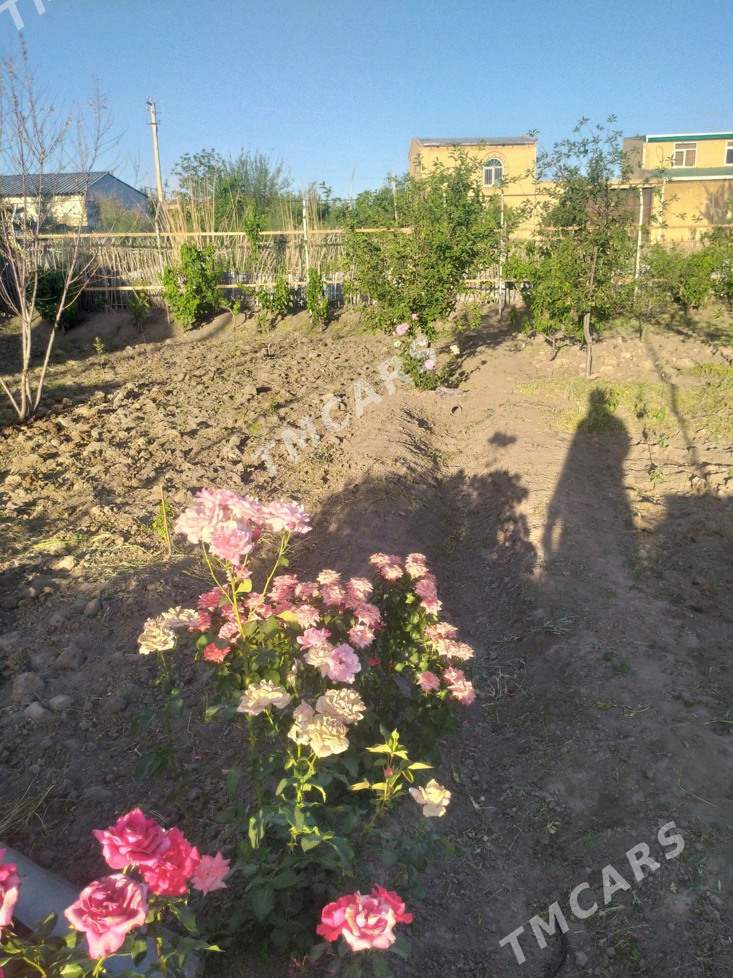 Daça berzen kanal (mugallymlar - Туркменабат - img 3