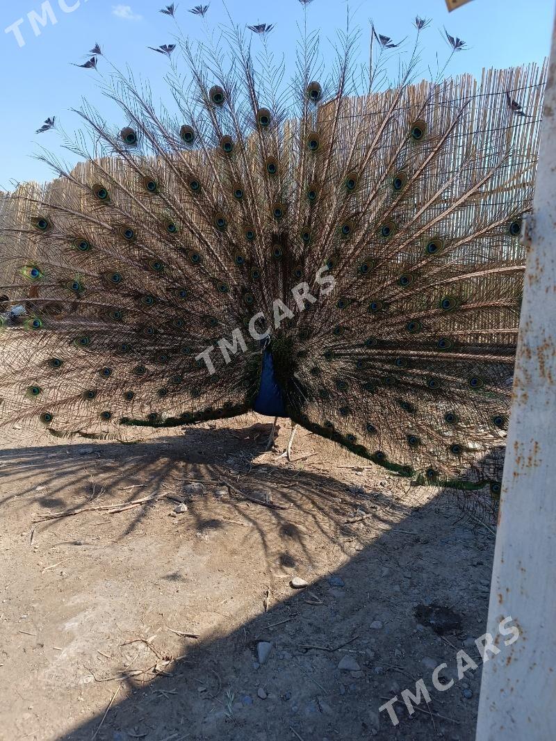 tawus guş - Mary - img 2