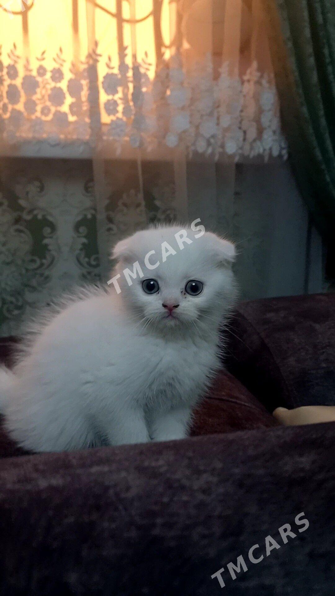 Шотландский Кот - Türkmenabat - img 2