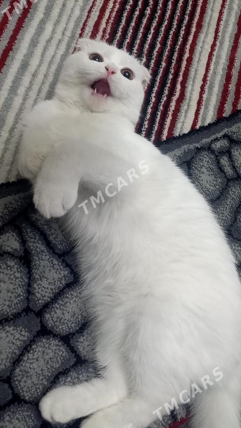 Шотландский Кот - Türkmenabat - img 5