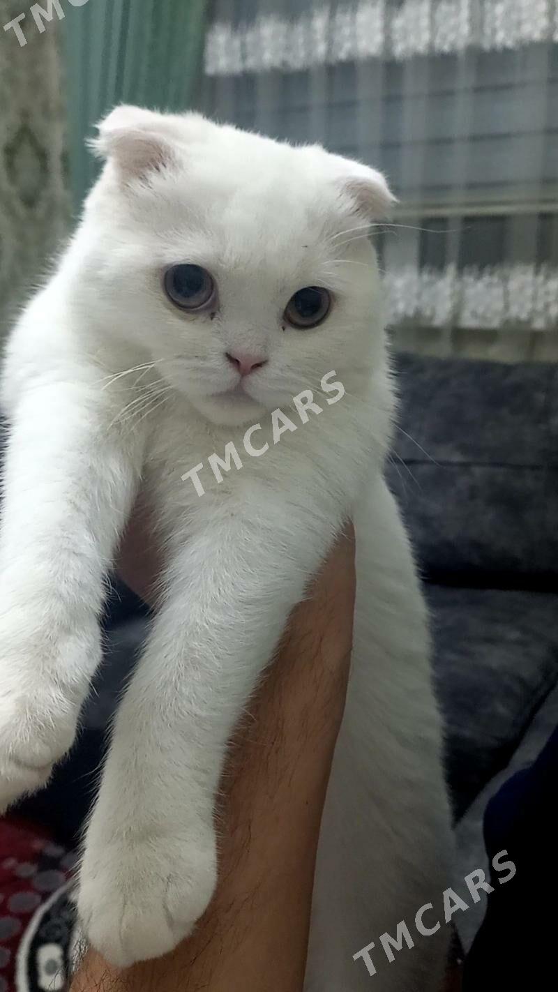 Шотландский Кот - Türkmenabat - img 4