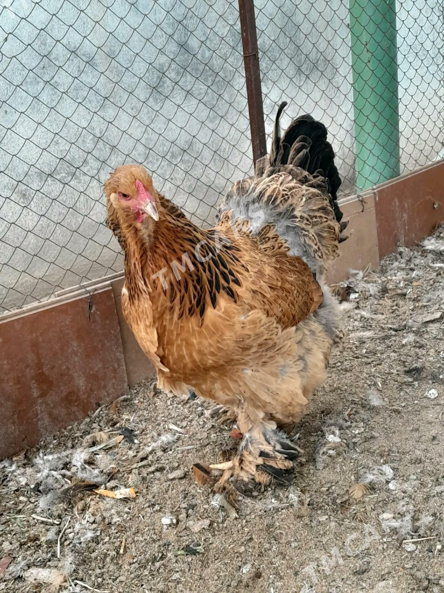 Brama ÿumurtgasy - Aşgabat - img 2
