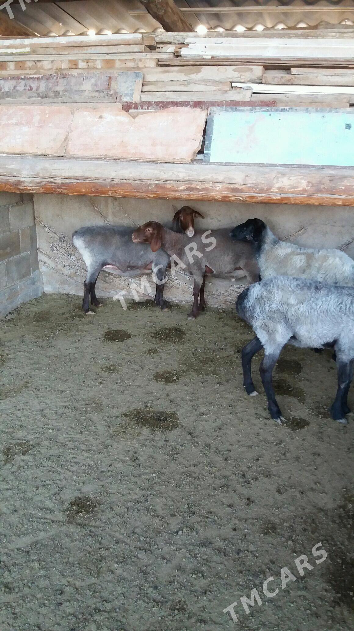 semiz goyunlar biri goc - Ak bugdaý etraby - img 2