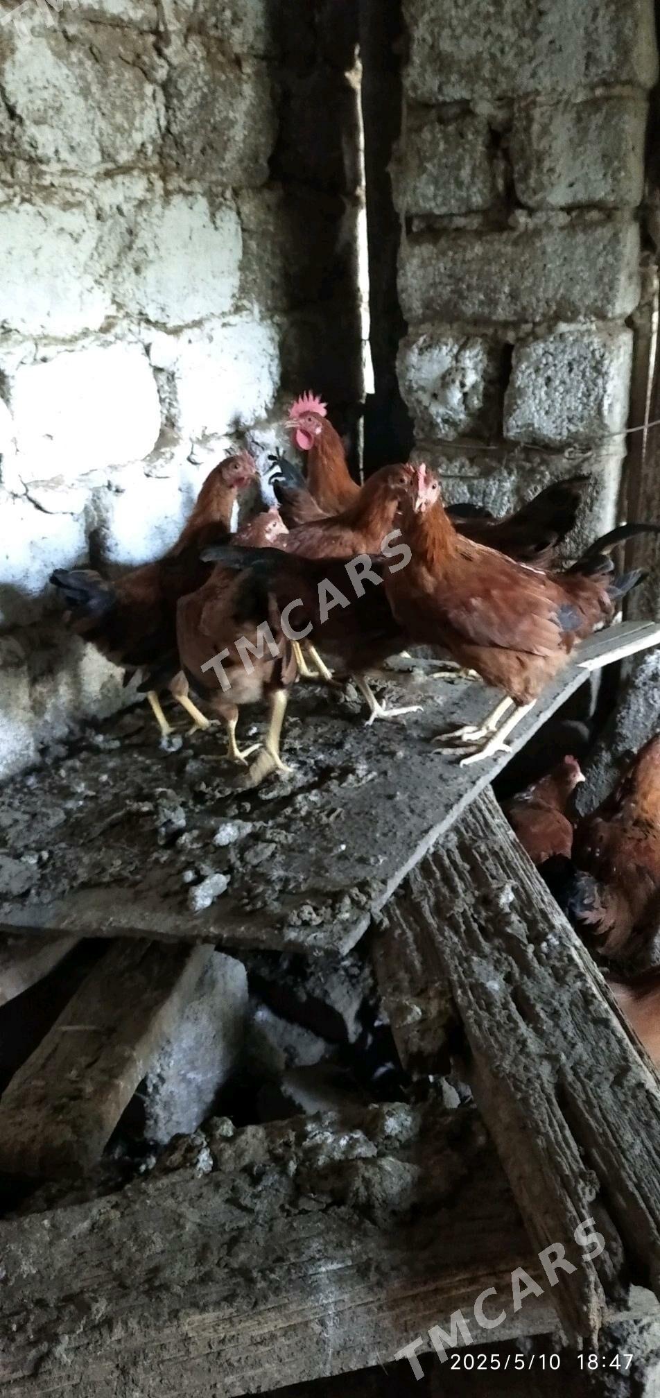 horaz - Çoganly - img 2