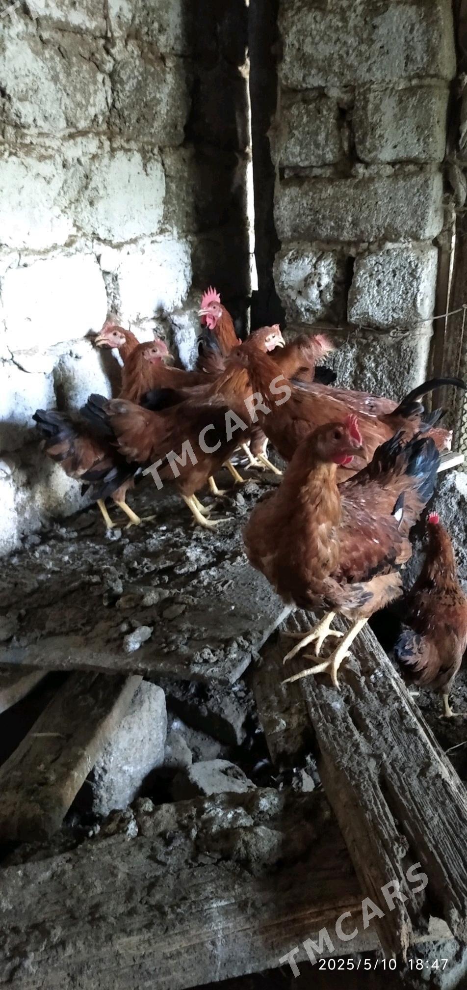 horaz - Çoganly - img 3