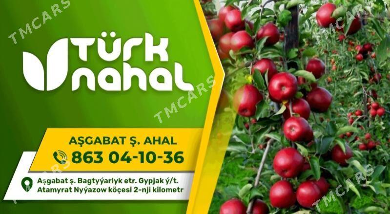 TURK NAHAL AJDAR MIWESI - Рухабат (90-й разьезд) - img 10
