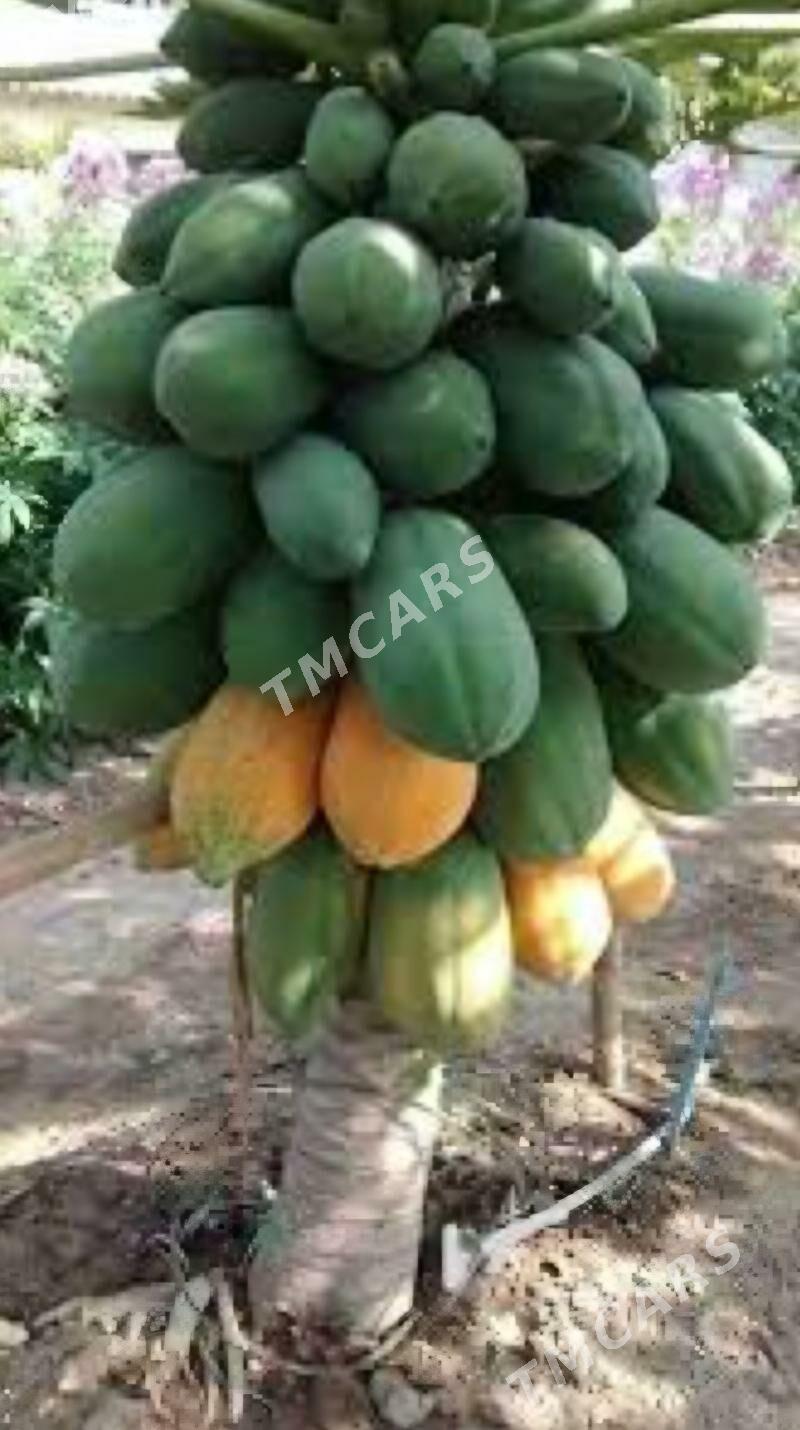 TURK NAHAL PAPAYA - Ruhabat (90-njy razýezd) - img 9