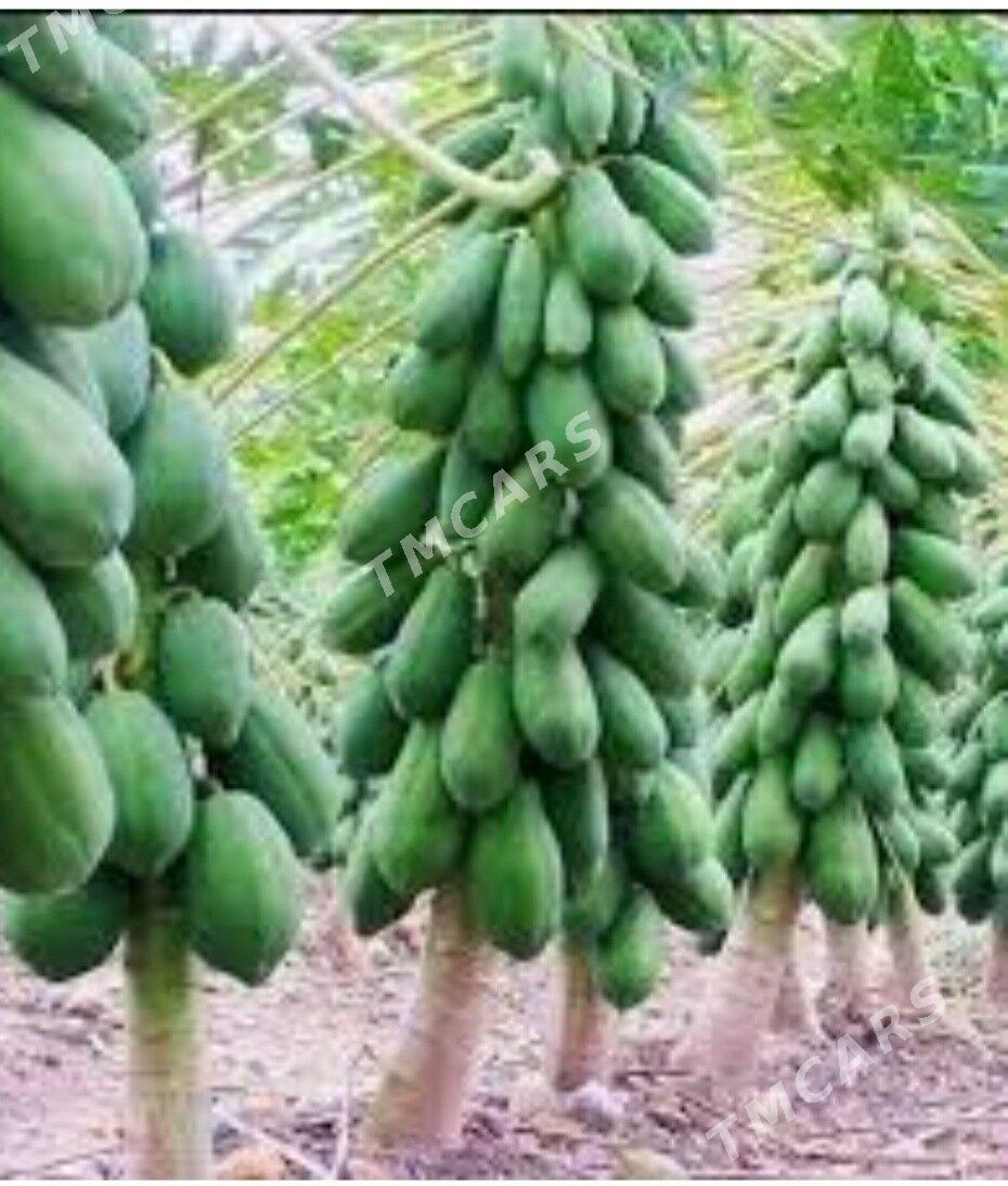 TURK NAHAL PAPAYA - Ruhabat (90-njy razýezd) - img 5