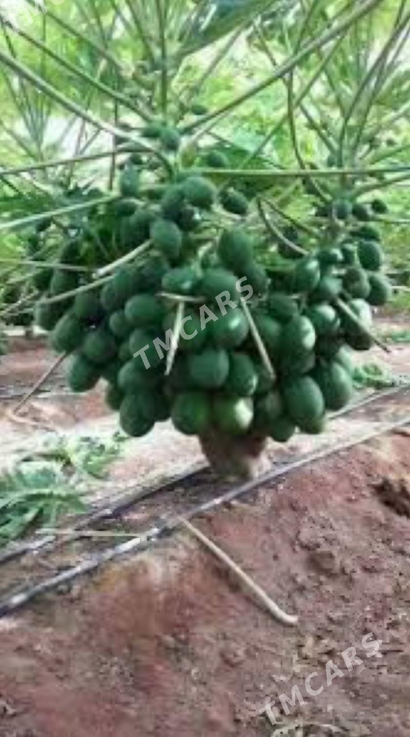 TURK NAHAL PAPAYA - Ruhabat (90-njy razýezd) - img 7