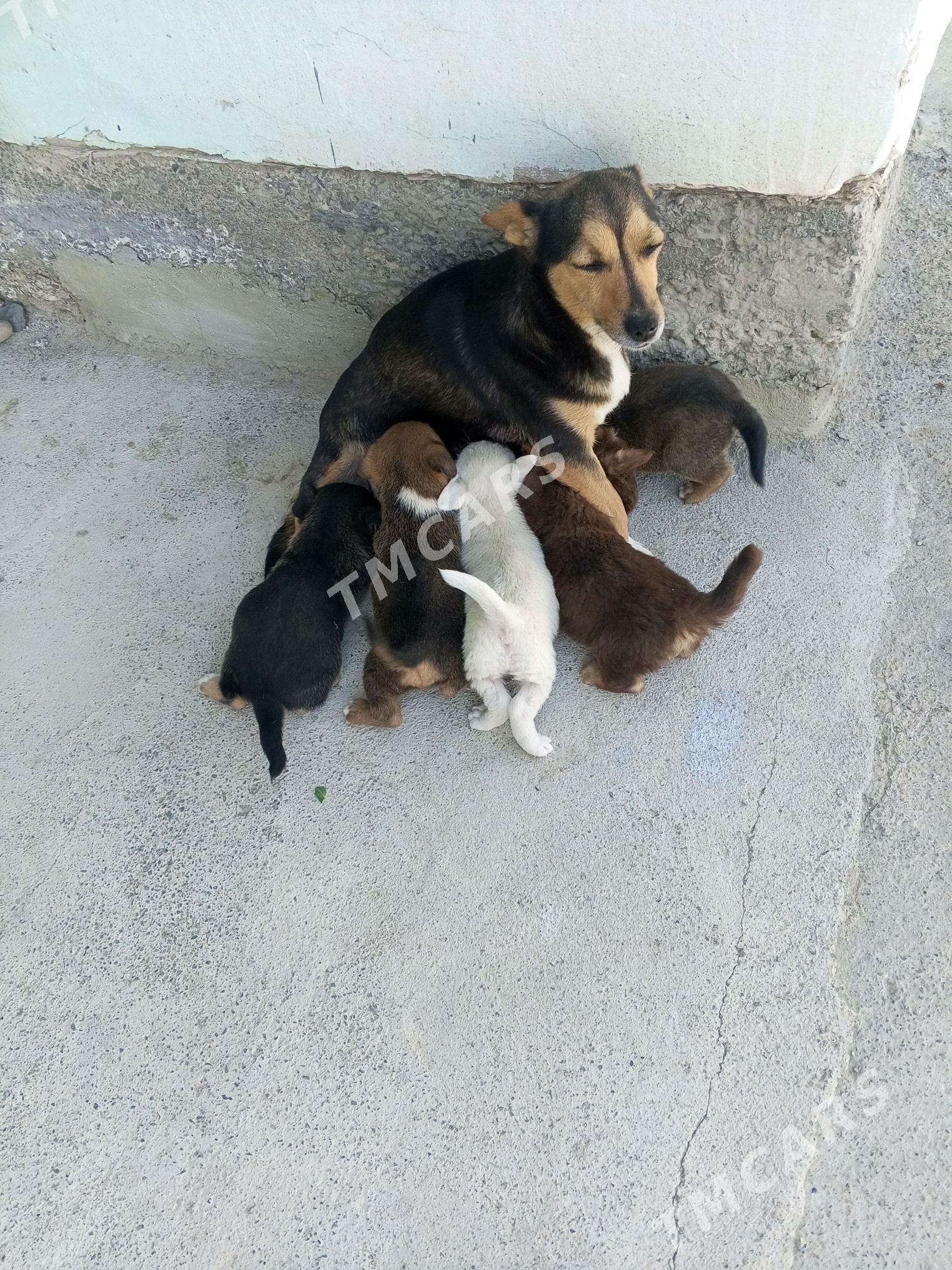 gujik - Aşgabat - img 3