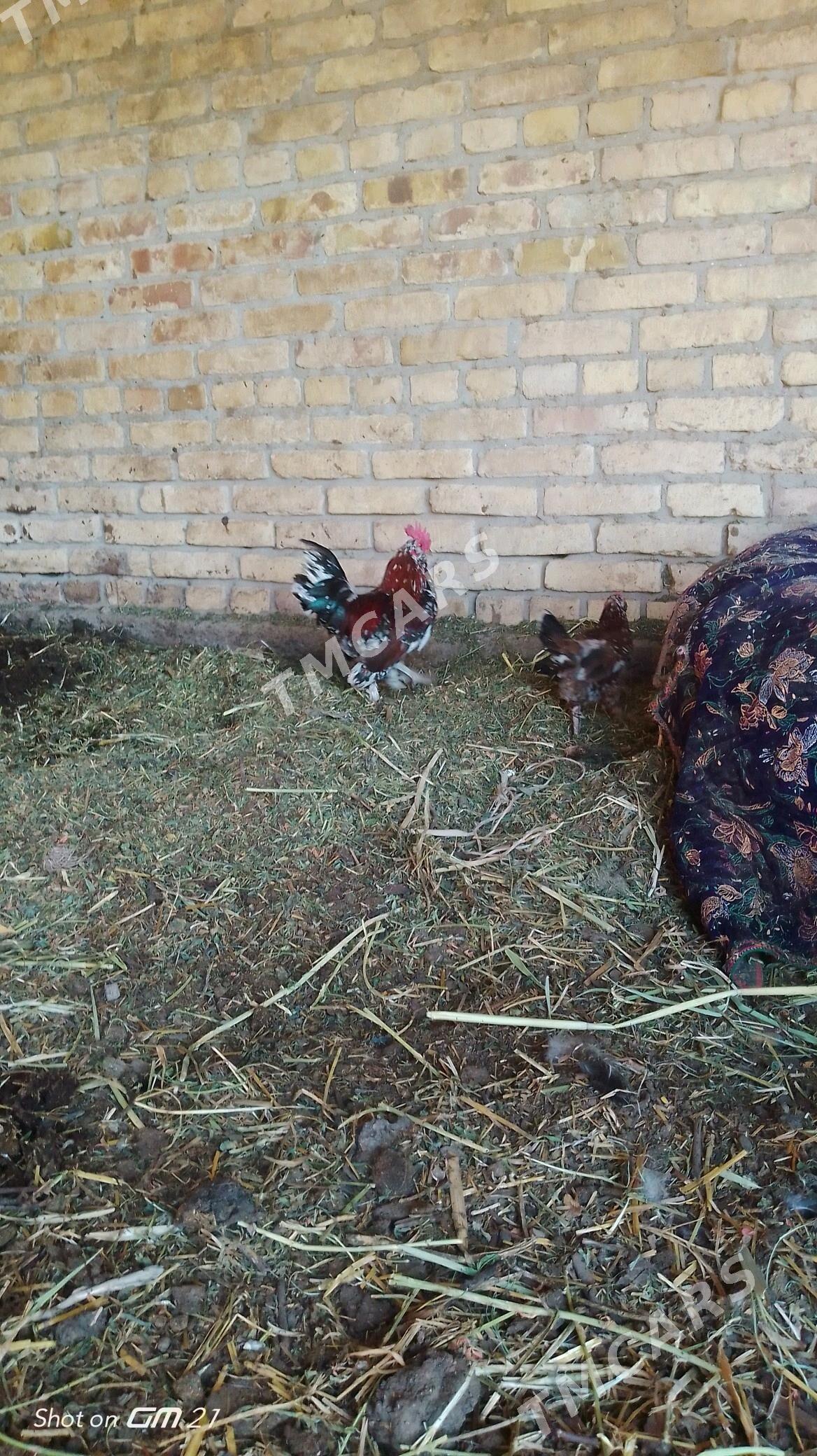 yaponcik karlik - Çärjew - img 2
