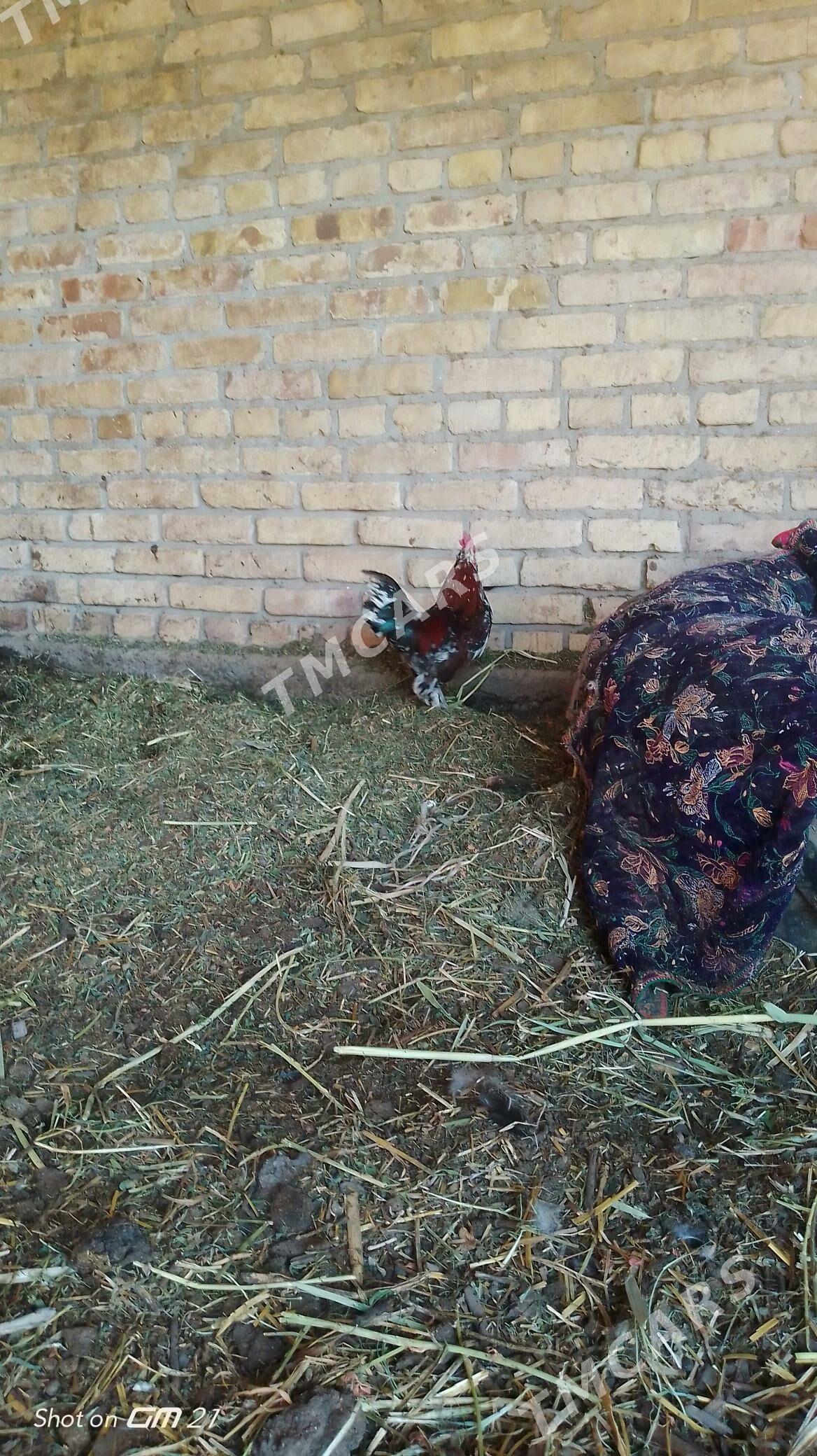 yaponcik karlik - Çärjew - img 5