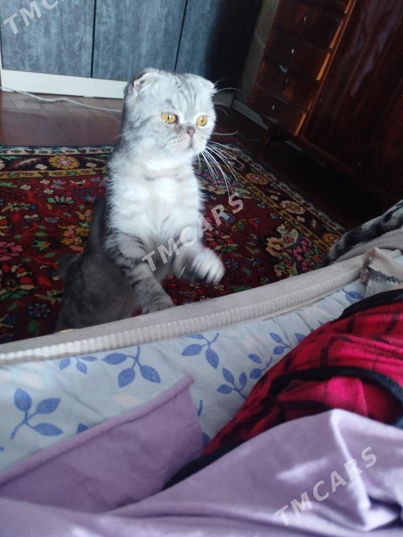 кошка вислоушка - Türkmenabat - img 2