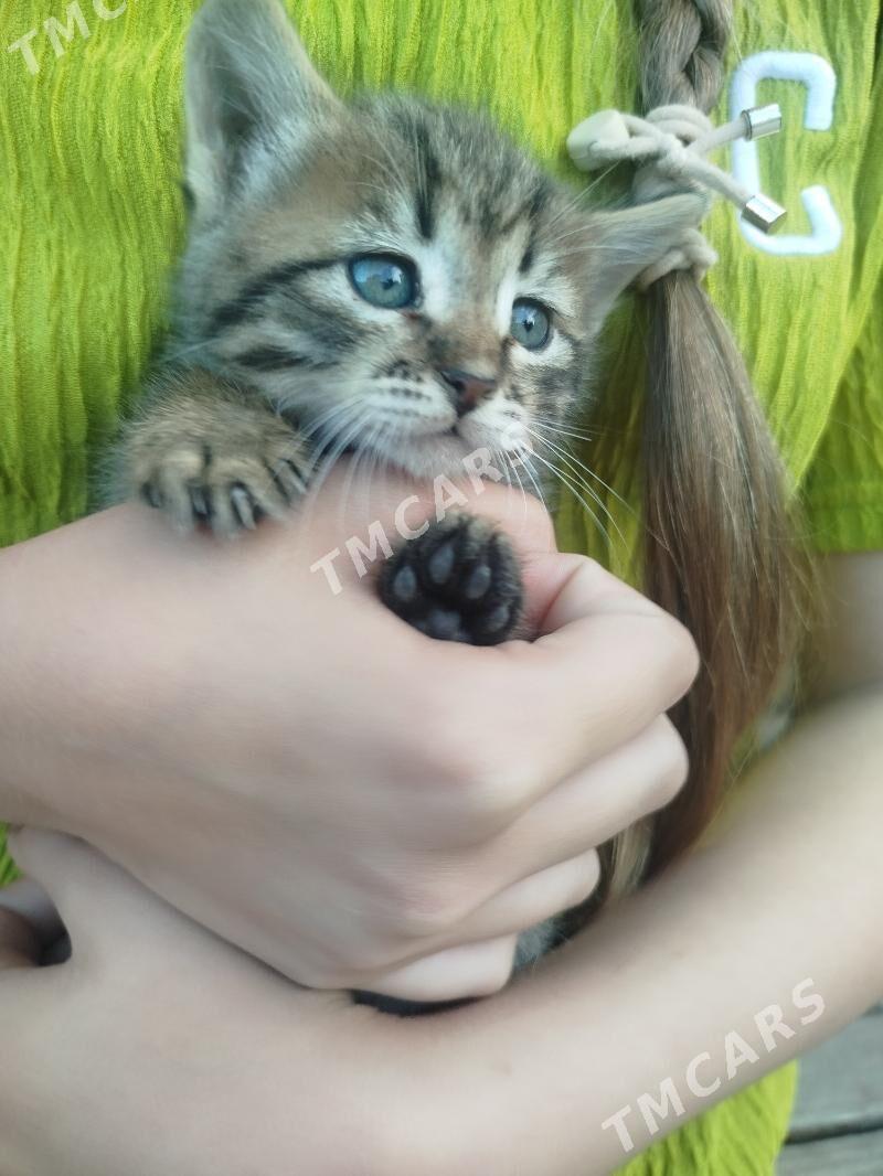 котята - Türkmenbaşy - img 2