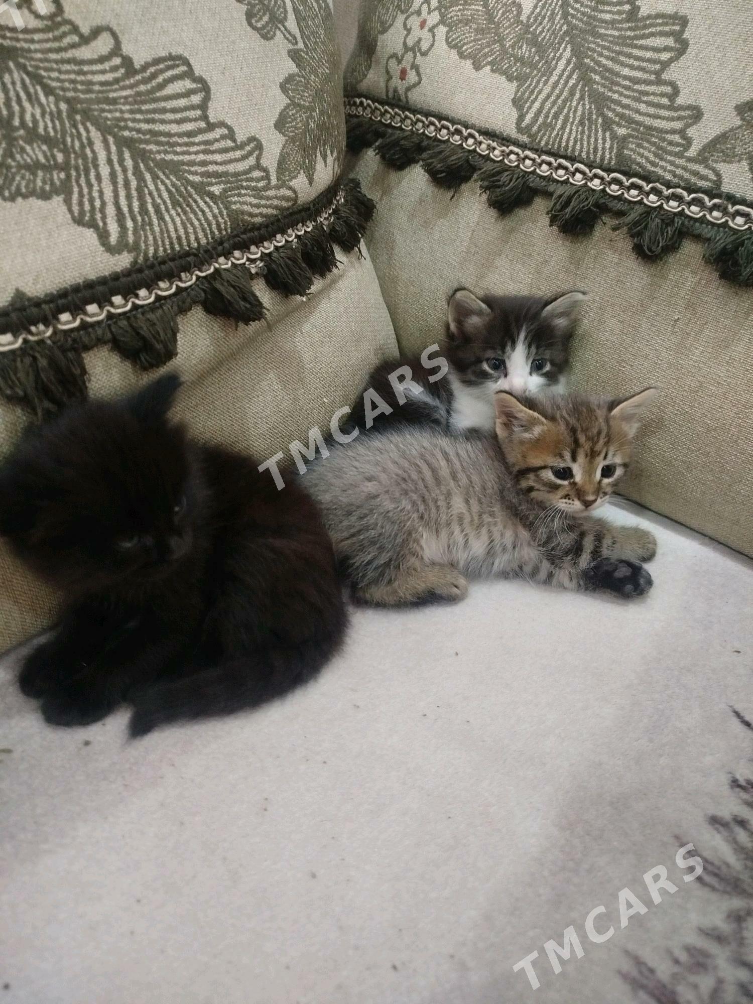 котята - Türkmenbaşy - img 6