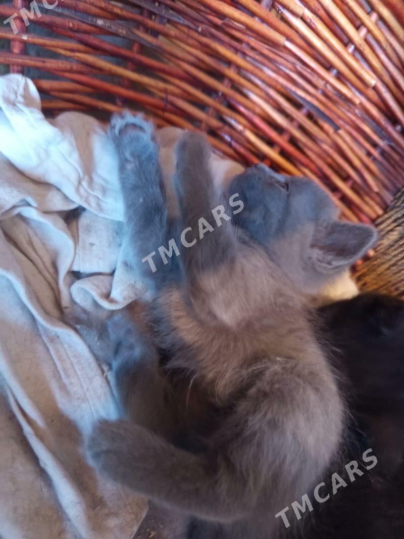 котёнок - Türkmenabat - img 2