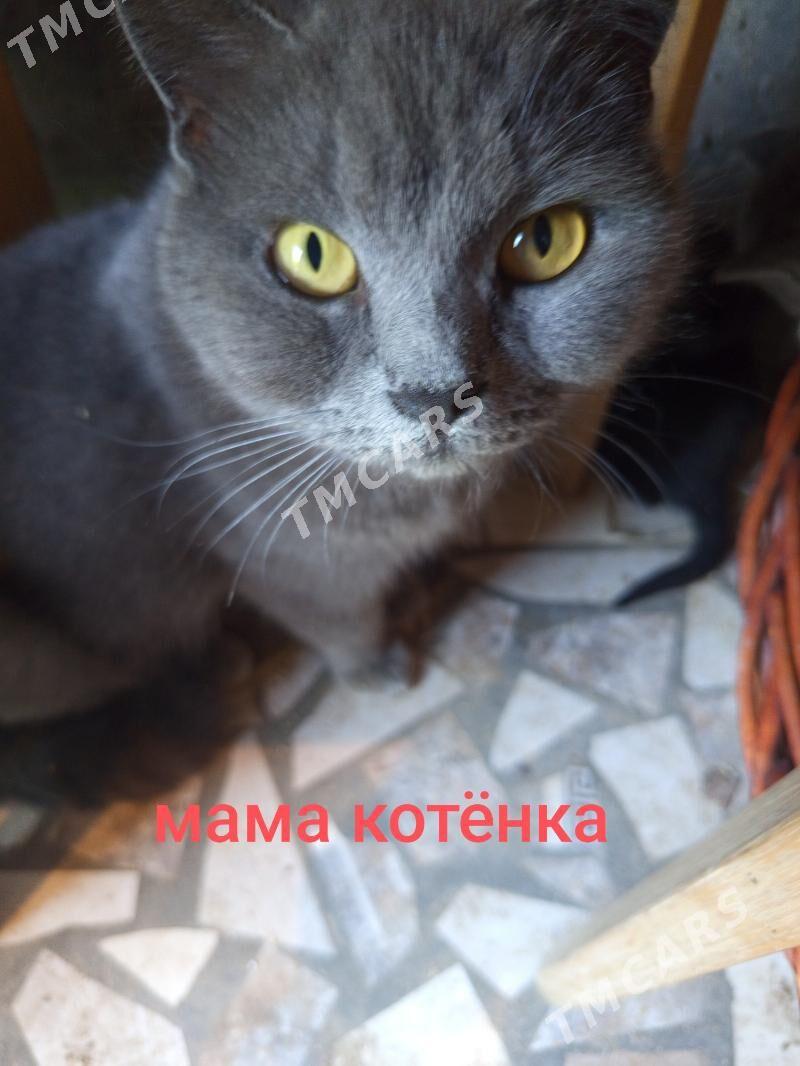 котёнок - Türkmenabat - img 3