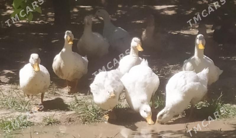 ördek, gaz 3 ay bolan - Sakarçäge - img 2