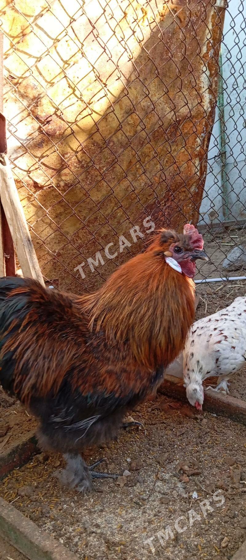 Horaz towsan tuy - Çoganly - img 2