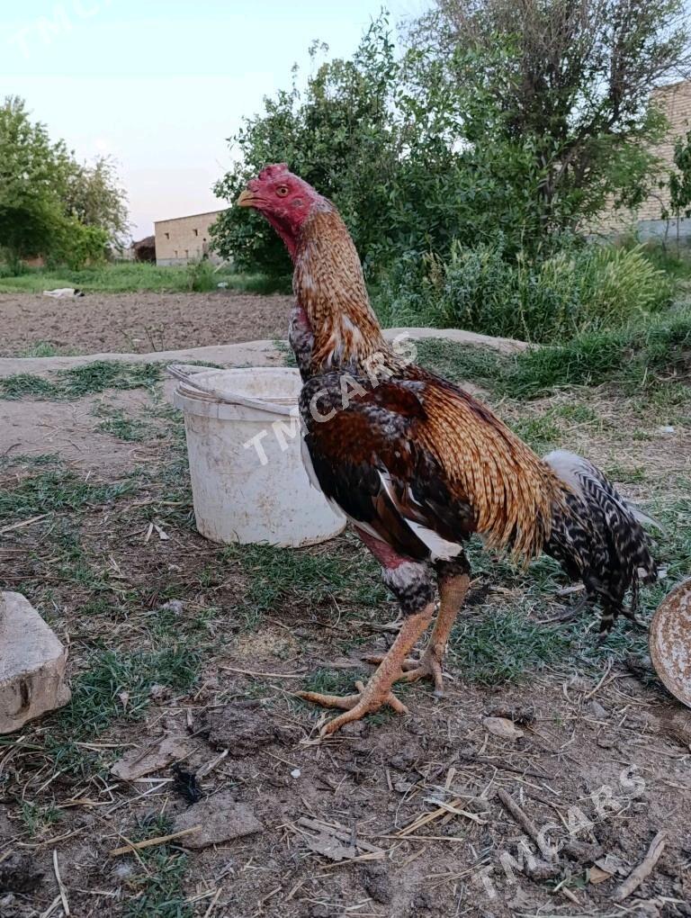 horaz - Çärjew - img 2