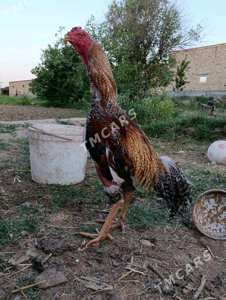 horaz - Çärjew - img 3