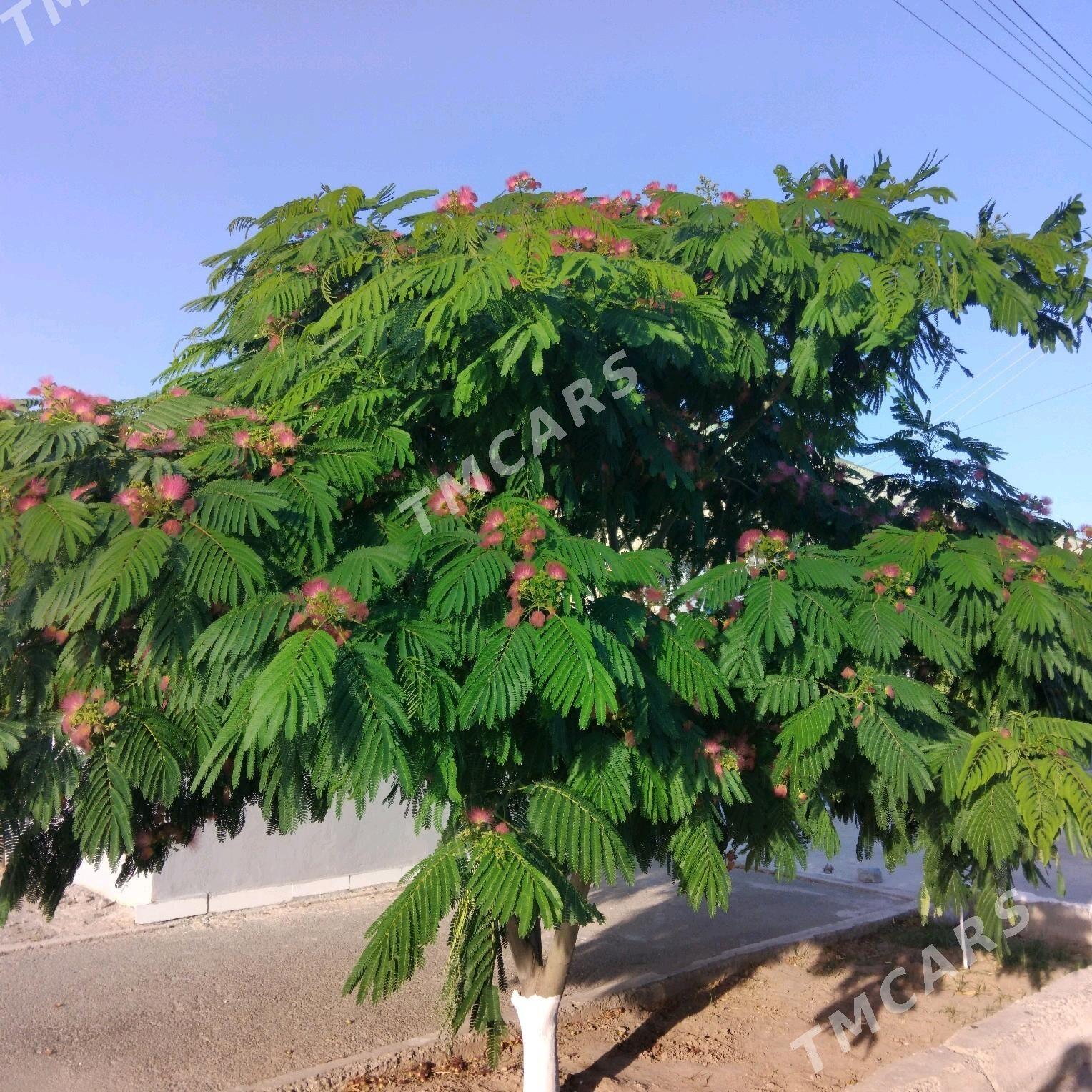 gülibrişim bagy - Arkadag - img 2