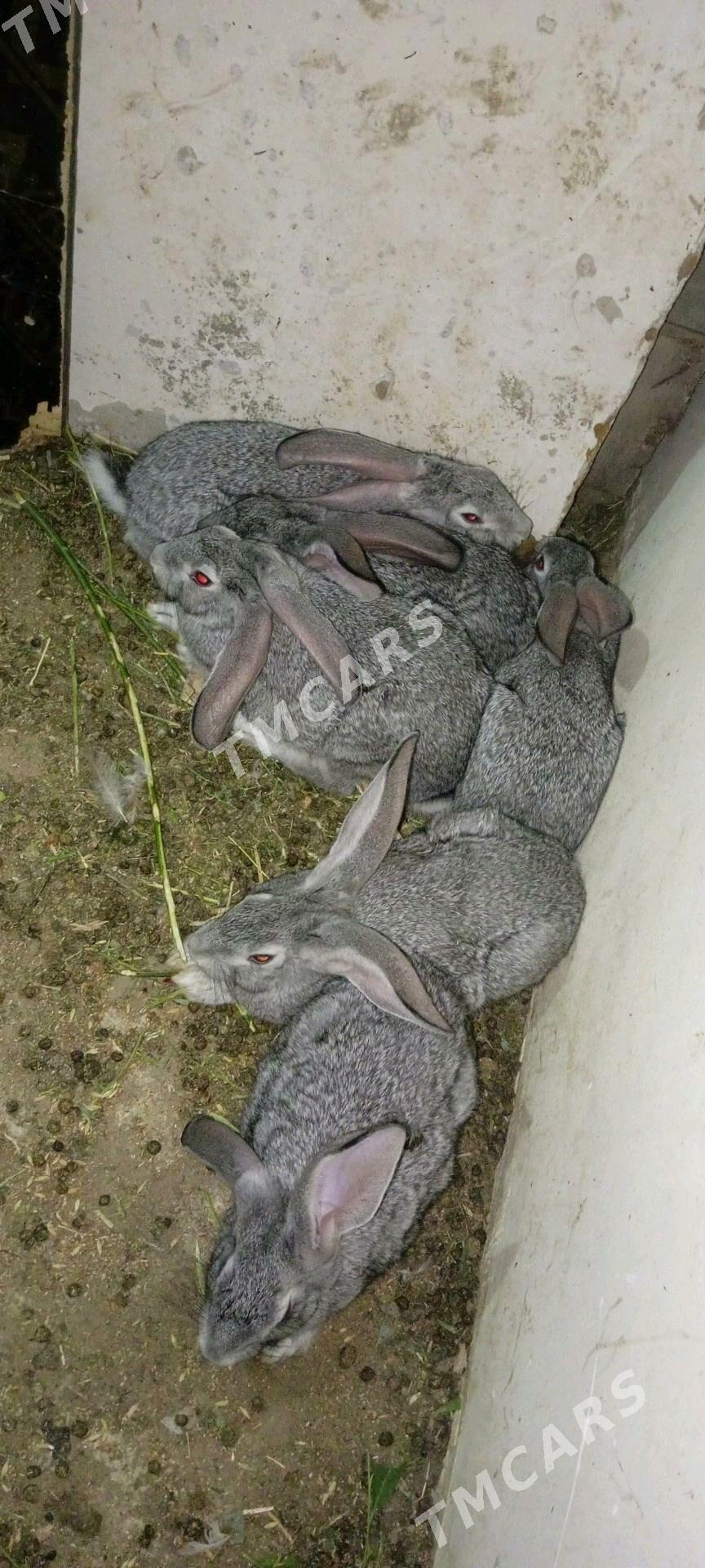 towşan we flandyr - Büzmeýin - img 2