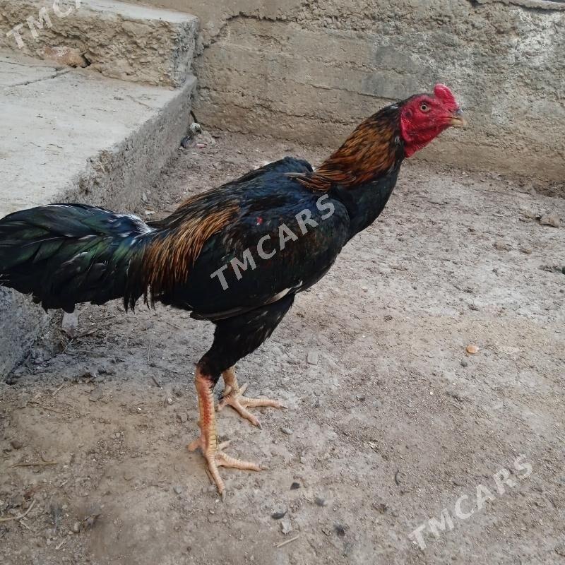 Horaz - Daşoguz - img 2