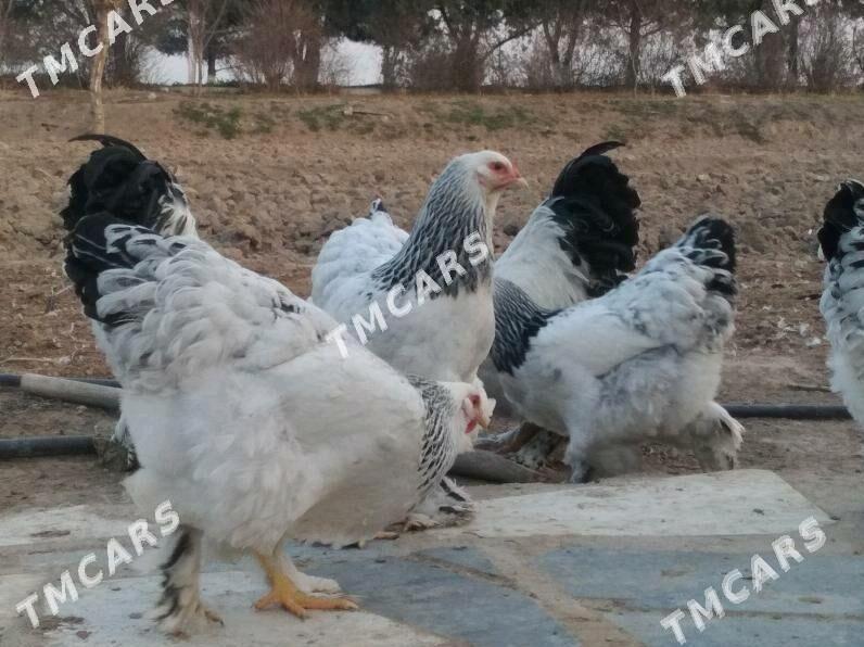 Brama - Çärjew - img 2