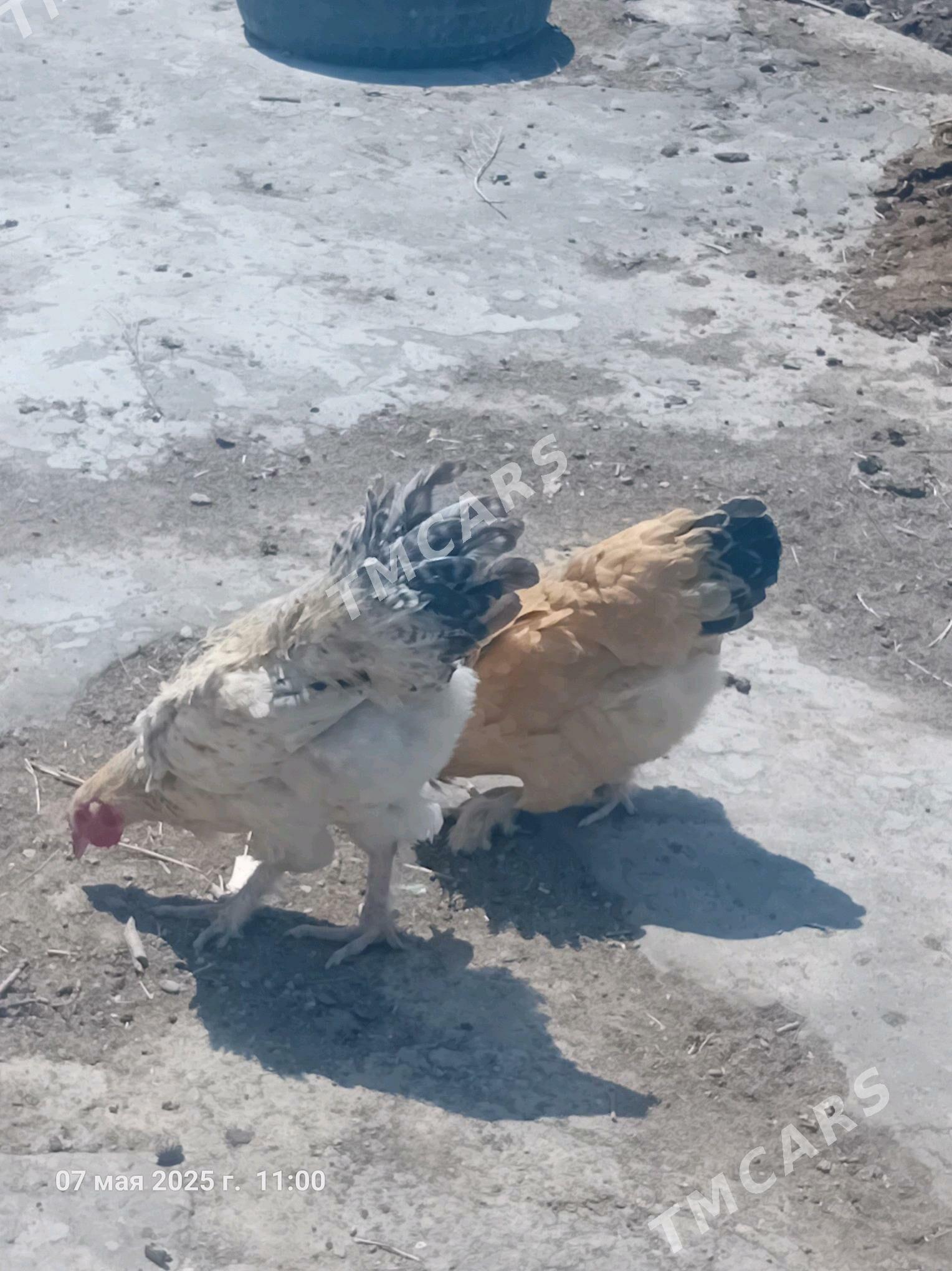 brama - Çärjew - img 3
