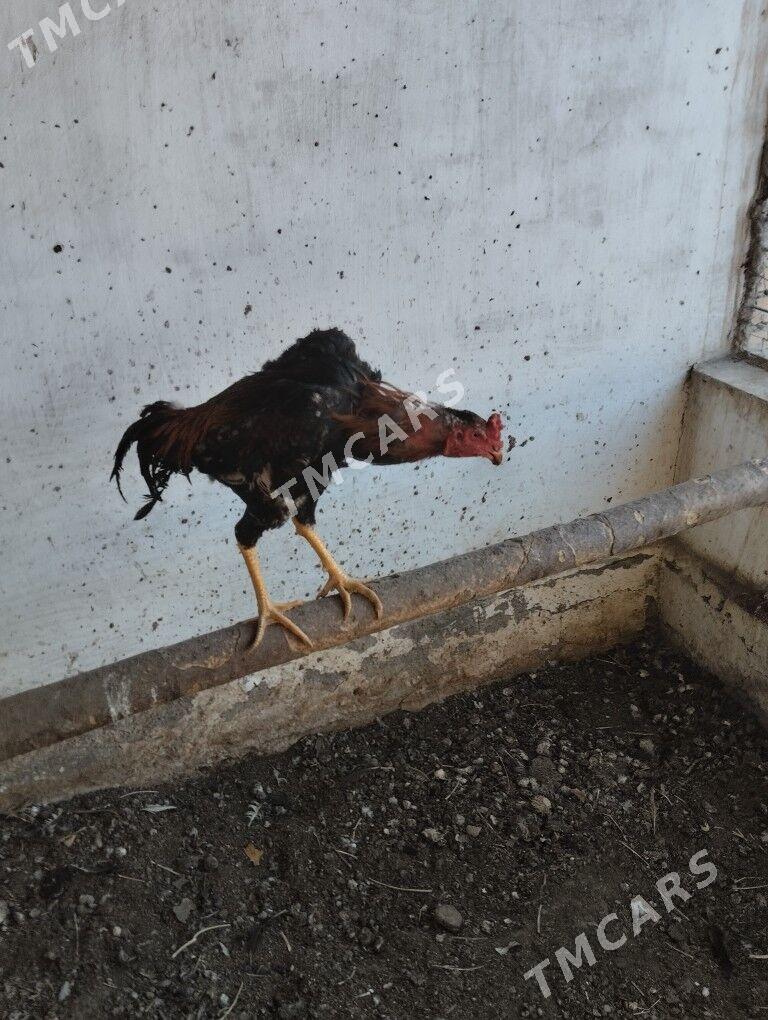 бойцовые петухи - Türkmenabat - img 3