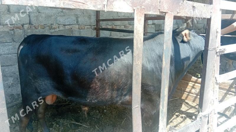 tohum mal satyas 15000manat - Ашхабад - img 1