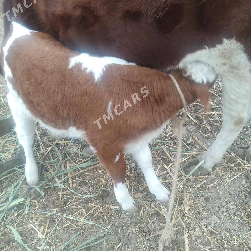 smental okuz tanaly.🧿 - Кёнеургенч - img 3