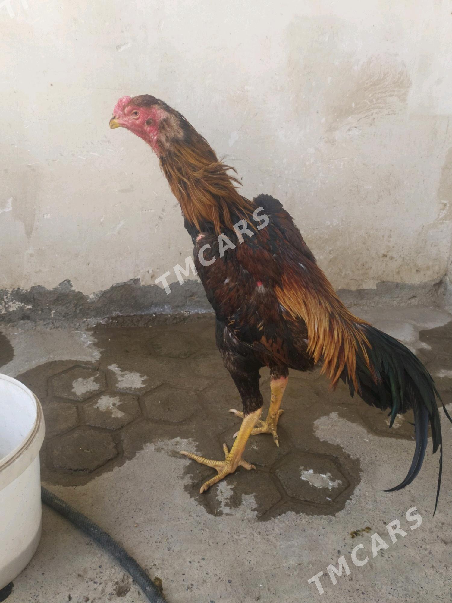 Taşkent horaz - Kaka - img 2