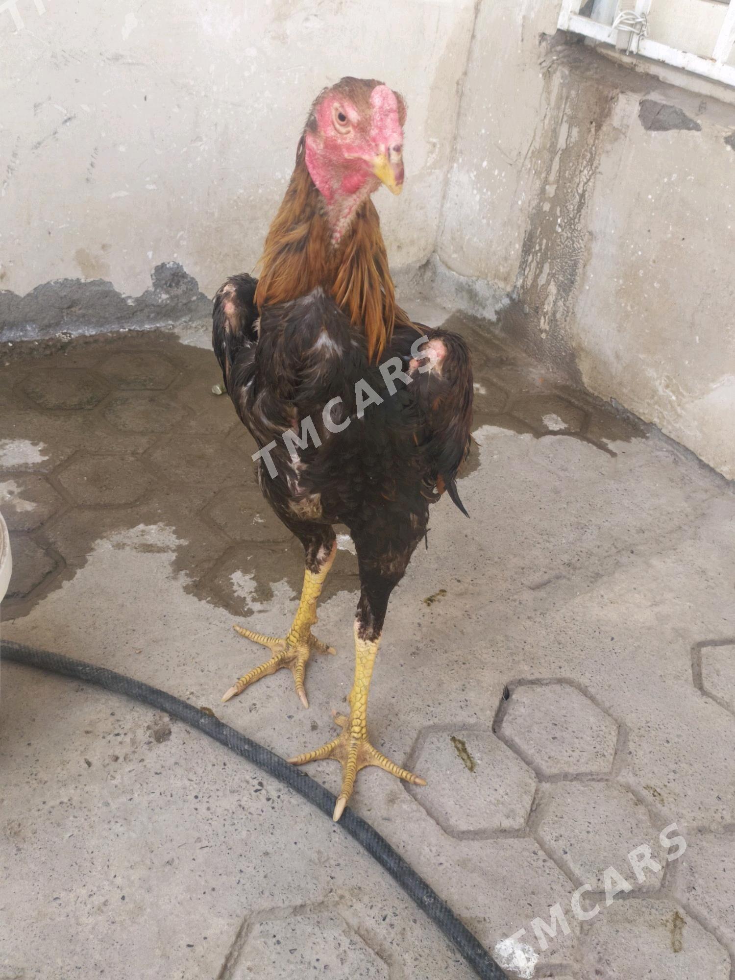Taşkent horaz - Kaka - img 3