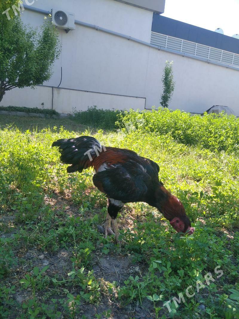 taskent - Aşgabat - img 2
