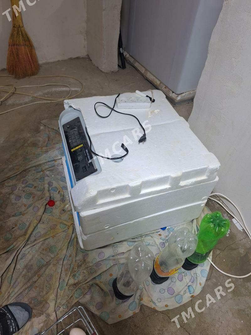 inkubator - Türkmenbaşy - img 2