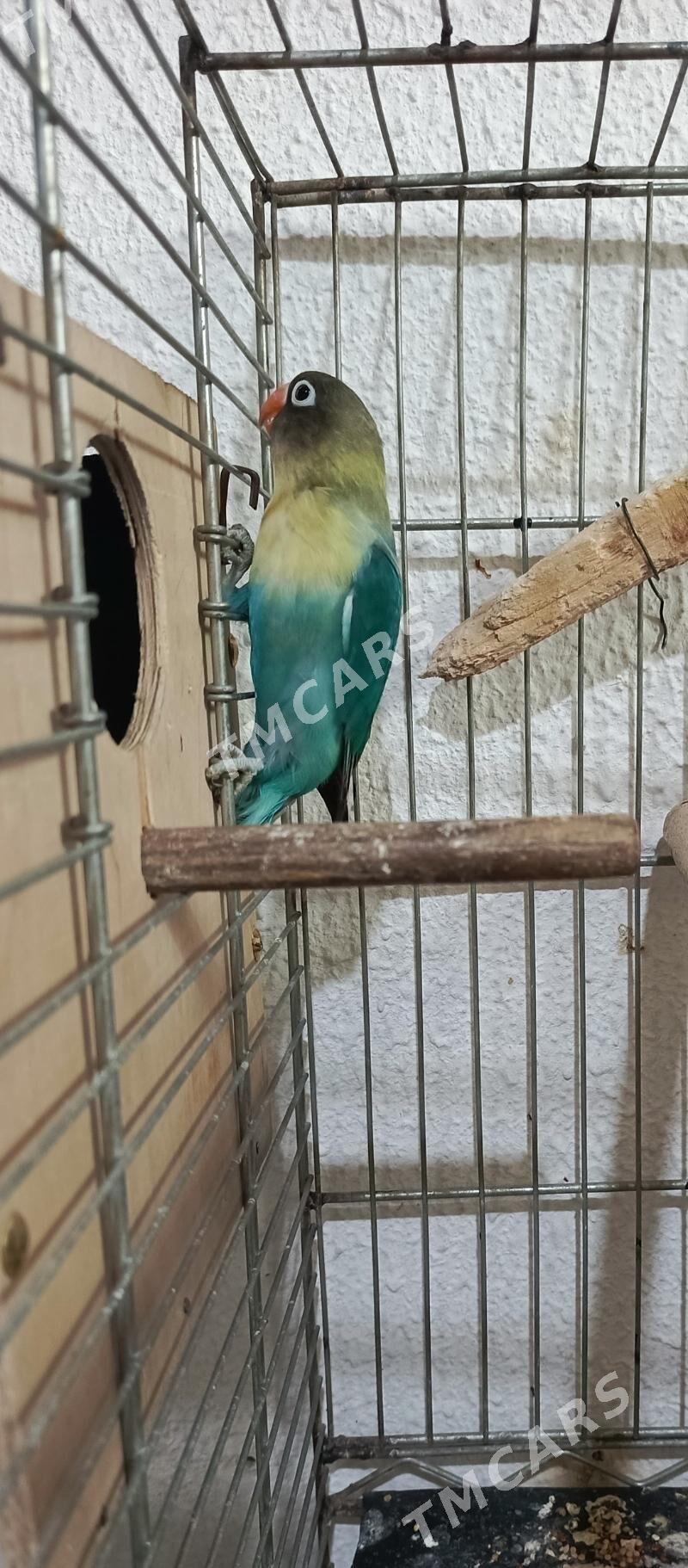 Nerazluçnik - Aşgabat - img 3