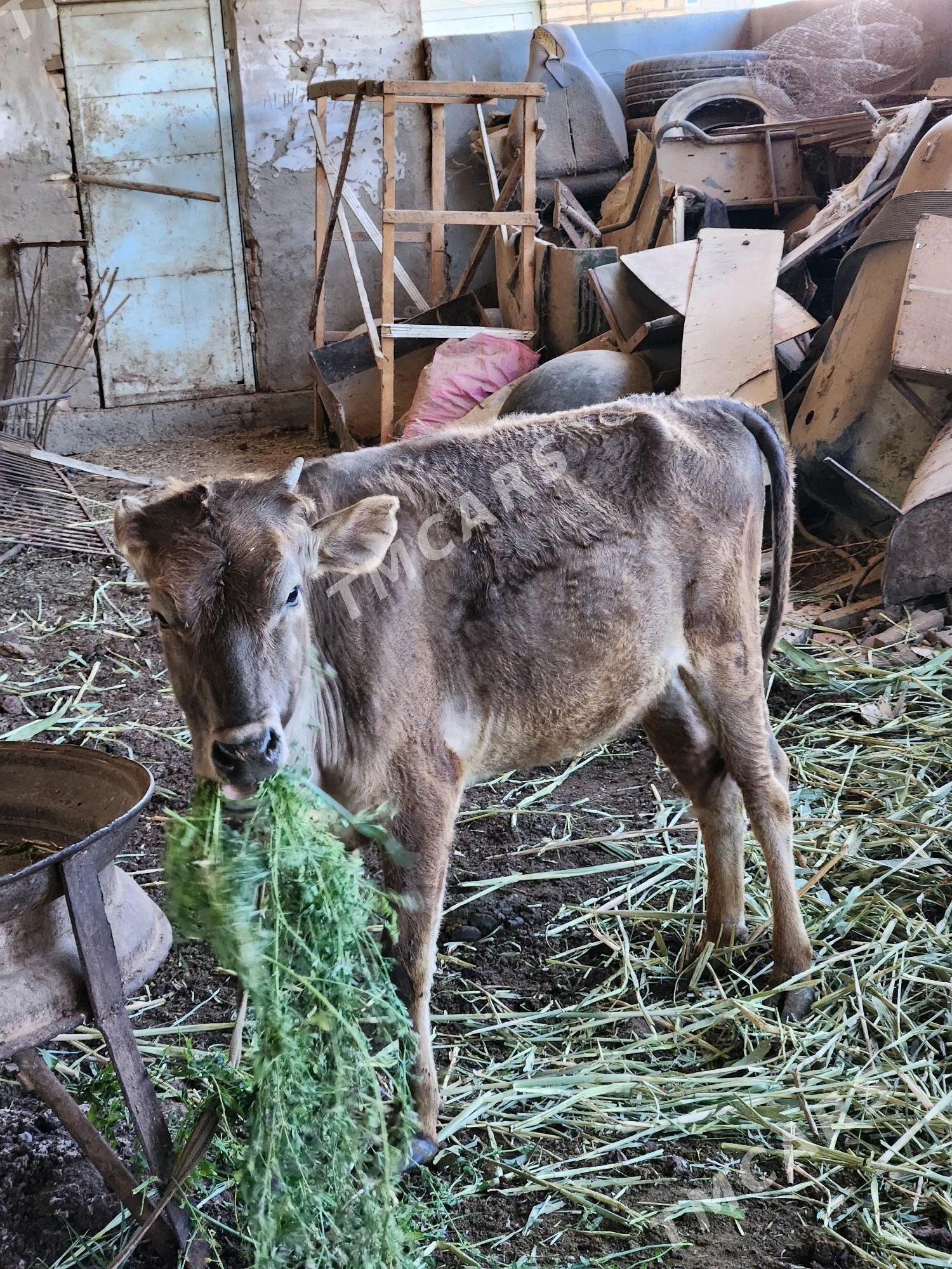 Ýaş gulajyn - Mary - img 3