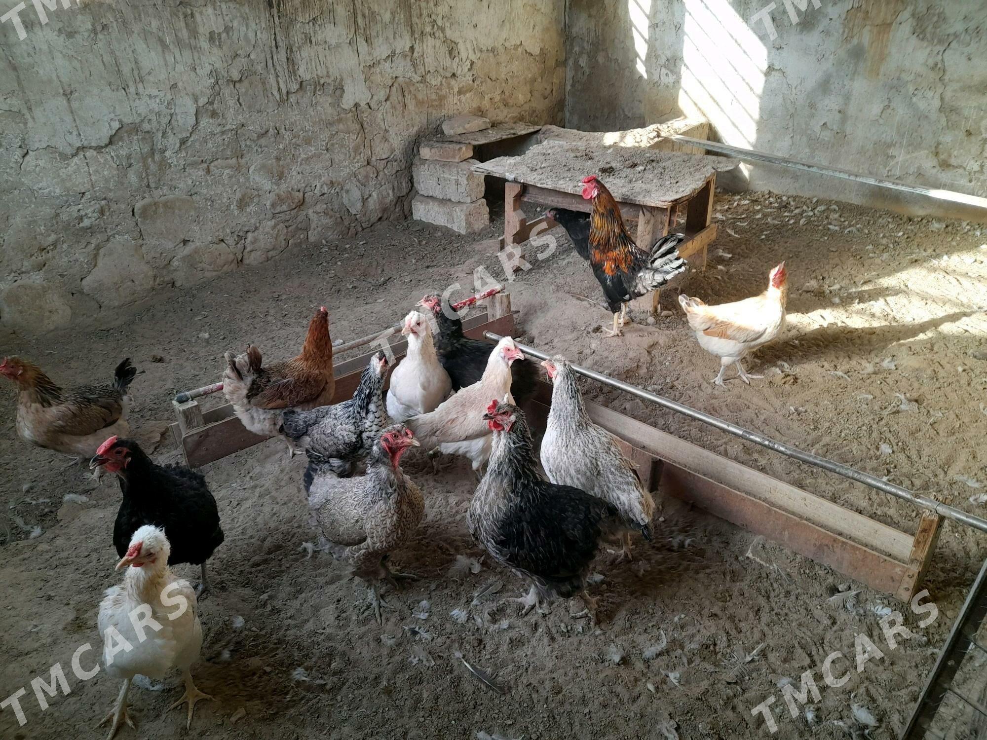 Tawuk - Jebel - img 2